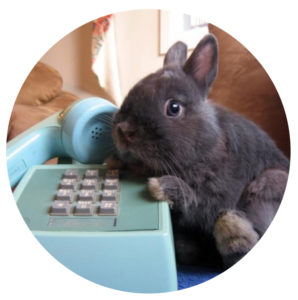 bunny-phone