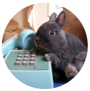 i-bunny-phone