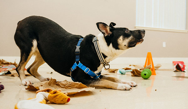 Dog bowing in training class