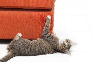 Cat scratching furniture