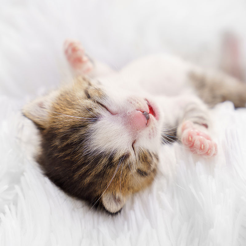 sleeping kitten