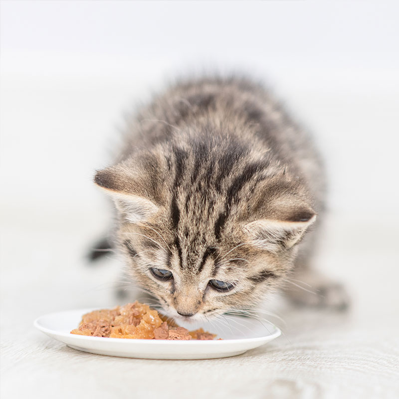 kitten eating