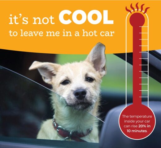 It's not cool to leave me in a hot car! The temperature inside your car can rise 20% in 10 minutes.