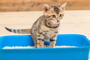 Kitten Vertical Peeing