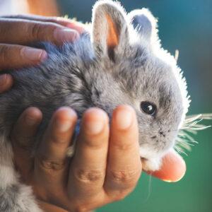 Child holding bunny
