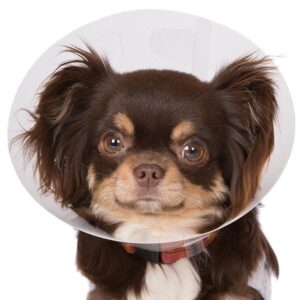 Dog in cone