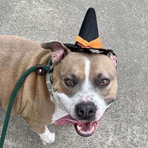 Diego the dog in a Halloween hat