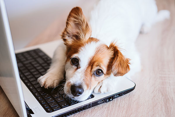 Dog on computer