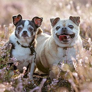 Chihuahua and puggle