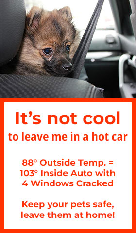 It's not cool to leave me in a hot car! 88 degrees outside temperature = 103 degrees inside auto with four windows cracked. Keep your pets safe, leave them at home!