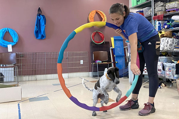 Dog jumping through hoop