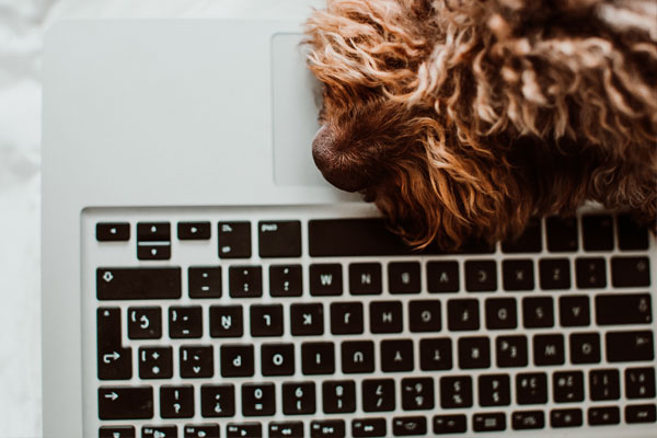 Dog with head on computer