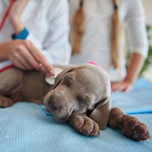 Puppy at vet