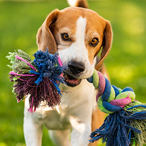 Dog with toy