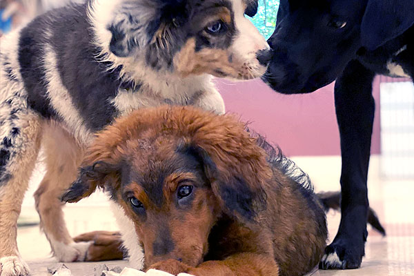 Three puppies playing