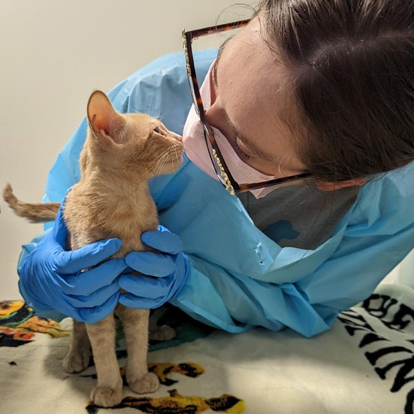 Kitten at the spay/neuter clinic