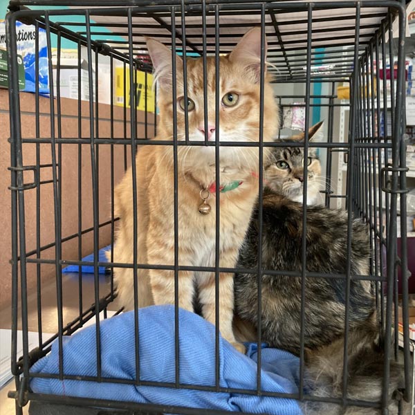 Cats at the spay/neuter clinic