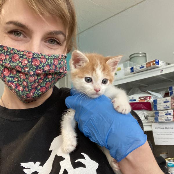 Kitten at the spay/neuter clinic
