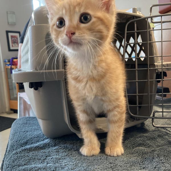 Kitten at the spay/neuter clinic