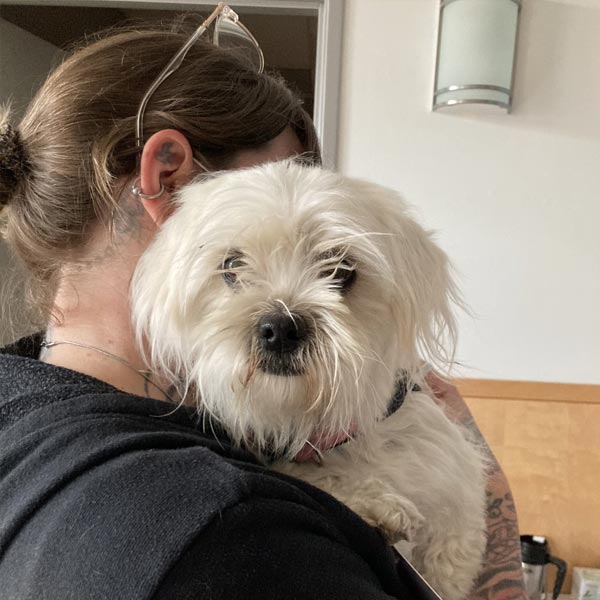 Dog at the spay/neuter clinic