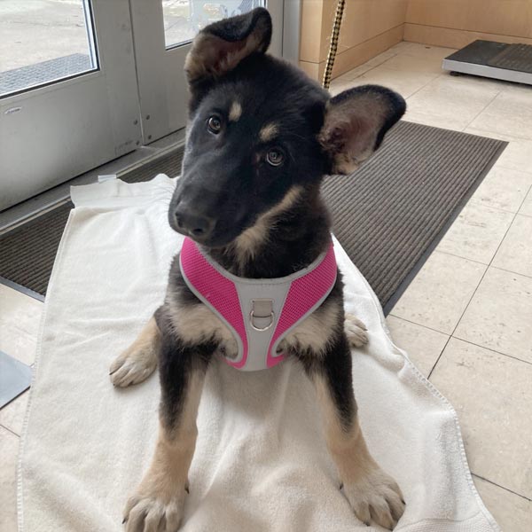 German Shepherd puppy at the spay/neuter clinic