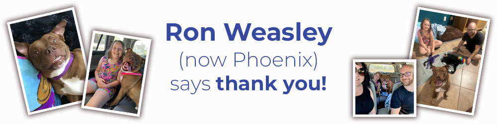 ron-weasley-phoenix