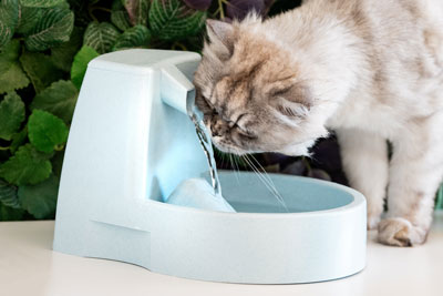 Cat drinking from water fountain