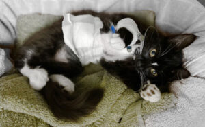 Kitten in bandage