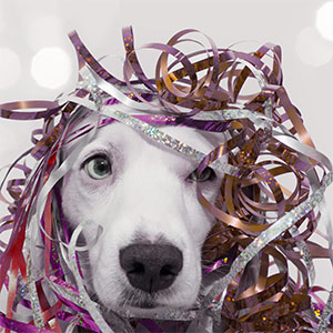 Dog in streamers