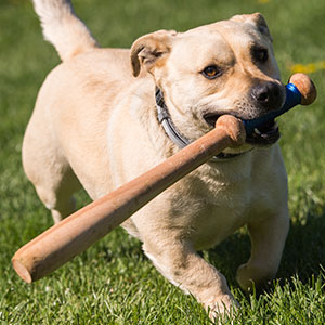 Dog holding baseball bat