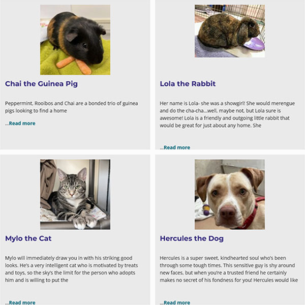 Animals for adoption