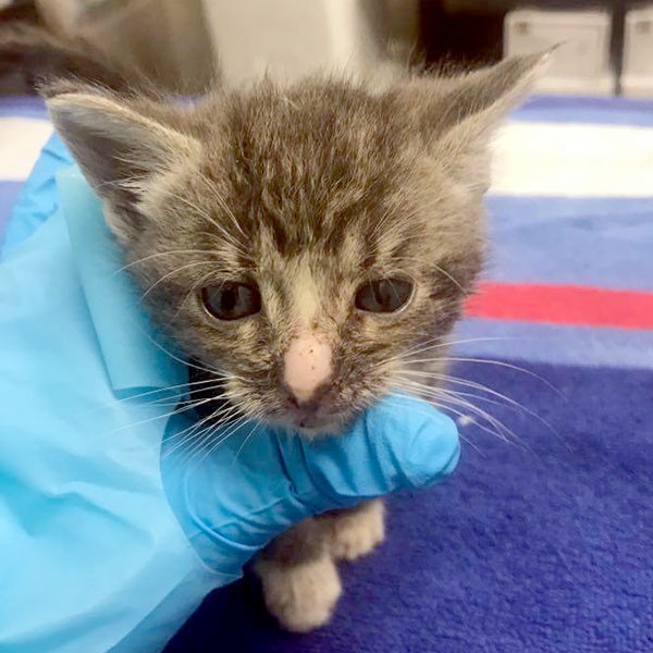 Ponyboy the kitten being examined by Shelter Med