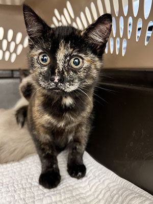 Calico kitten