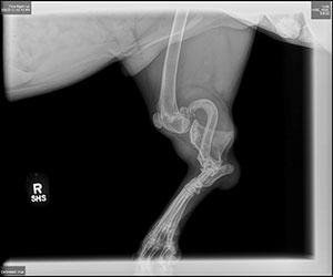 Ludo's x-ray