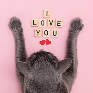 Cat spelling out I Love You with Scrabble letters