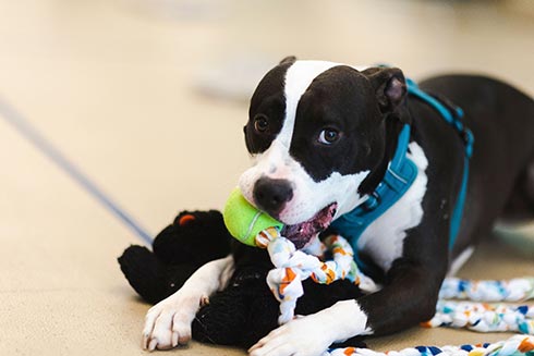 Dog playing with toys in Academy of Dog training class