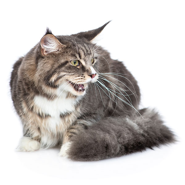 Cat Hissing: Everything You Need to Know