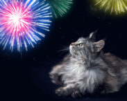 Cat looking at fireworks