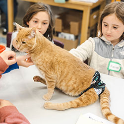 Barn som klappar en handikappad katt