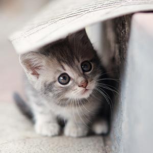 Mačiatko sa skrýva pod prikrývkou
