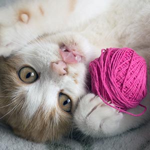 Kitten playing with string