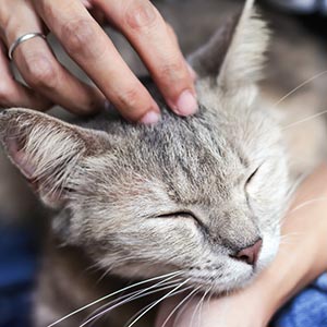 Cat being pet