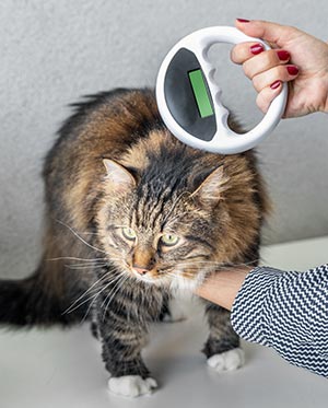 Cat getting scanned for microchip