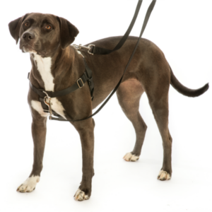 Dog in Hounds Design pet harness
