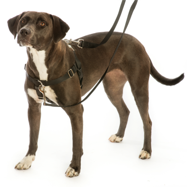 Imbwa muHounds Dhizaini pet harness