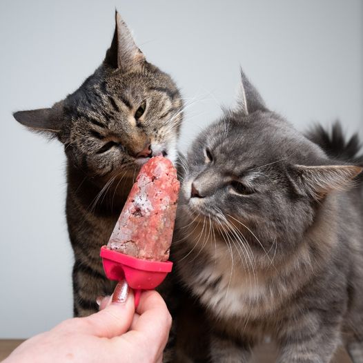 Cats eating a popsicle
