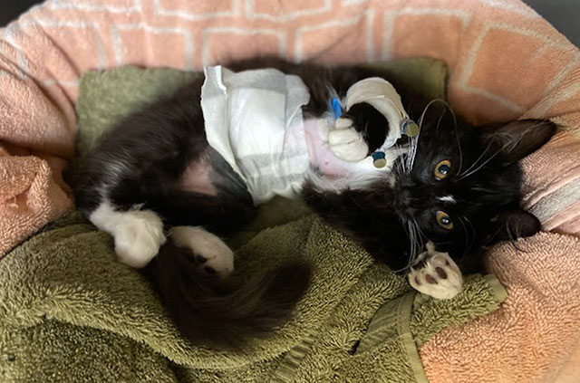 Kitten in bandages recovering from surgery