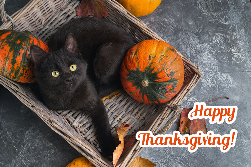 Black cat wishing you a Happy Thanksgiving