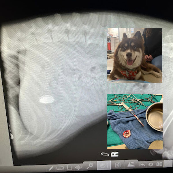 Lilo, in x-ray fan syn mage, en de Apple AirTag fuorthelle
