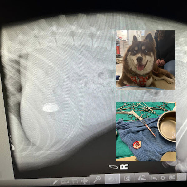 Lilo, an x-ray of his stomach, and the Apple AirTag removed